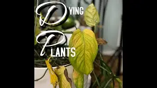 Trying to revive my houseplants | Dying House Plants Reality | Plants that I am struggling with