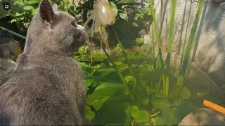 虾壳让猫很好奇🦐😺