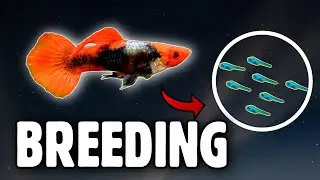 Platinum Koi Guppy Breeding-All Healthy Frys !