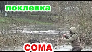 и снова сом зимой, живая поклевка сома на джиг. сом шатун #рыбалка