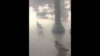 Duck Parade At Hollywood Studios