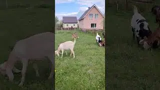прогулка с #kamorigoat and #kamorinubiangoat and #nubiangoat 🐐