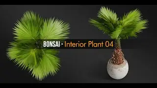 Bonsai Interior Plant 04   Preview Animation
