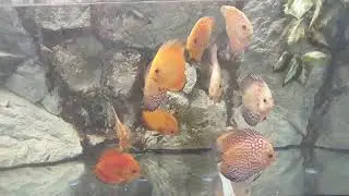 Дискусы