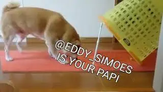 Armadilha pra cachorro