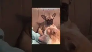Когда у хозяина есть любимчик 🤣🤣🤣