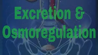 Class 11th : Excretion & Osmoregulation (part 01)