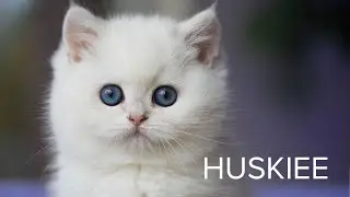 Precious Plush Huskiee 💙: A British Shorthair silver shaded point baby boy with curious blue eyes!