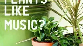 Do plants like music?  Amazing facts about #flowers and #plants #musical!