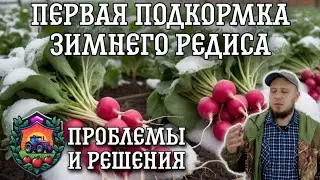 Как решить проблемы с ЗИМНИМ редисом: Первая подкормка