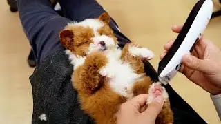 給幾個月的小奶狗做美容，狗狗也太享受了吧 ‖ 3 Months Old dog First Grooming ‖ Cute Dog Grooming ‖ pet groomer