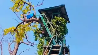 कैलाली को घोडाघोडी ताल र मन्दिर  दामी छ आऊनुहोस है साथिहरू love  पर्छ! j magnu  hunxha tai pura hu.