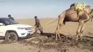 جمل يسحب رونج روفر سنه ٢٠٢٠ camel 🐪 pull Range Rover from mud , happening in 2020