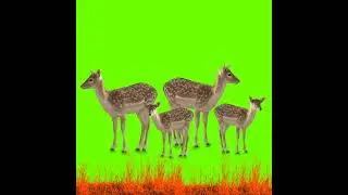Deer