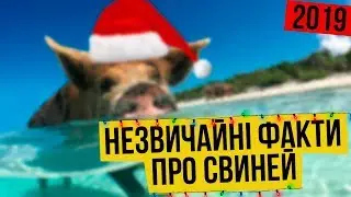 5 Незвичайних  Фактів Про Свиней