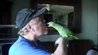 How to properly feed a parrot