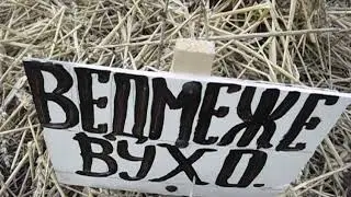 посадка оріхів фундука сорт  ведмеже  вухо.