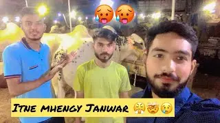 Itne Mhengy Janwar 🥵😱 | Malir Mandi | 2k23 #viral #youtube #a #trending #shortvideo #mandi #cow