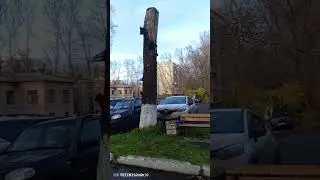 дятел