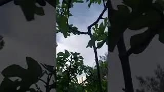Фиговое дерево и его фиги.