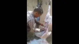 Қой сою/Убой овца/Slaughter sheep