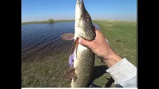 Жор щуки весной