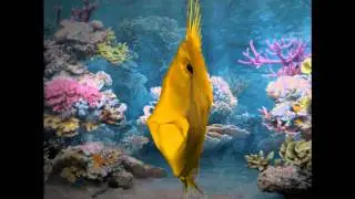 Fish Top
