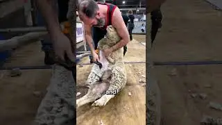 Sheep Shearing Competition