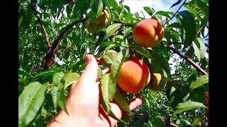 У нас ПЕРСИКИ РАННЕГО, СРЕДНЕГО и  ПОЗДНЕГО СРОКА СОЗРЕВАНИЯ