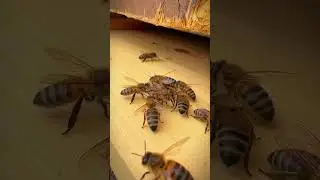 Bleta duke vëzhguar! 🐝❤️