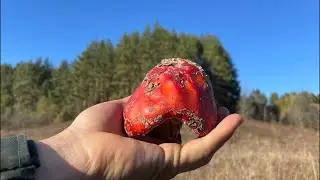В пошуках грибів