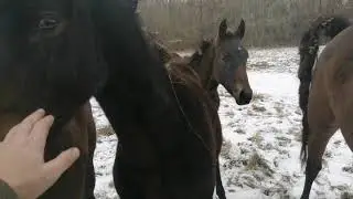 Лошади первый снег /// первые мороз// скоро домой