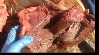 Cow Heart Dissection MsM
