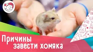 5 причин, по которым стоит завести хомяка