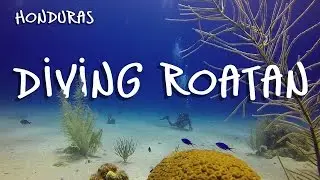 Compil Plongée - Diving ROATAN Best of - 2014