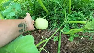 End of July Garden Tour Zone 5a Maine-Part 1 of 3