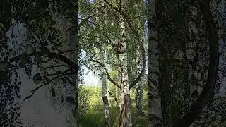 Слабый, но злой ПО-рой на пол рамки прилетел нас навестить #пчёлы #пчеловодство #bee