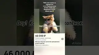 Я обязательно возьму котенка с приюта 🥹 