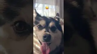 Husky pup likes to text hehe… 😊🐾