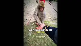 A Monkey’s Kind Heart ❤️🐵