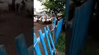 курбан айт кутты болсын