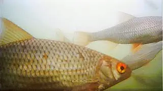 Залив Ангары. Рыбалка.