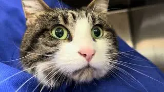 Feisty Flower Lookin Kitty at Vet
