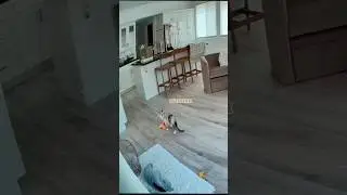 Cat Cam Leaked Footage. PART 69. #catcam #catvideos #talkingcat #meowing #catmeow