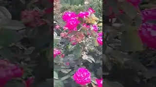 лето