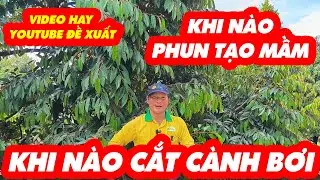 KHI NÀO TƯỚI LÂN TẠO MẦM KHI NÀO CẮT CÀNH BƠI