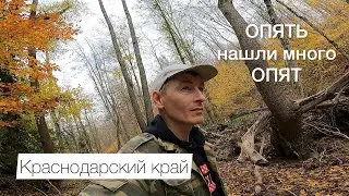 Курс молодого грибника