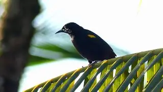 Epaulet Oriole (Icterus cayanensis), French Guiana