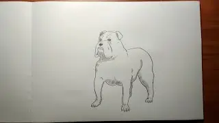 Как просто нарисовать бульдога