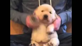 Dog drummers